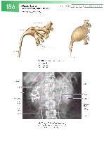 Sobotta  Atlas of Human Anatomy  Trunk, Viscera,Lower Limb Volume2 2006, page 193